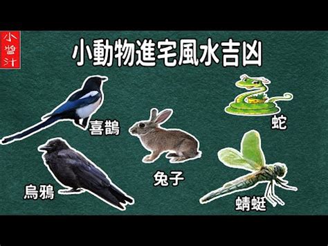 蜻蜓跑來家裡|今日蜻蜓入屋，預示何種吉兆？